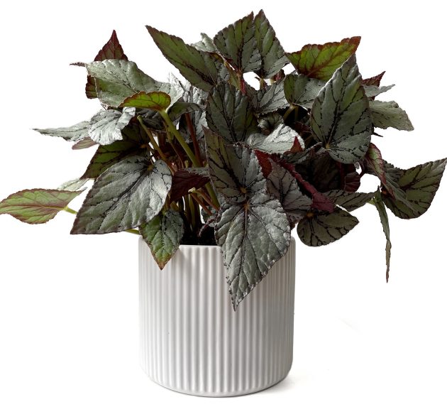 Indoor Plant in White Pot