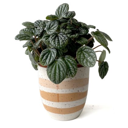 Pepperomia in coloured pot