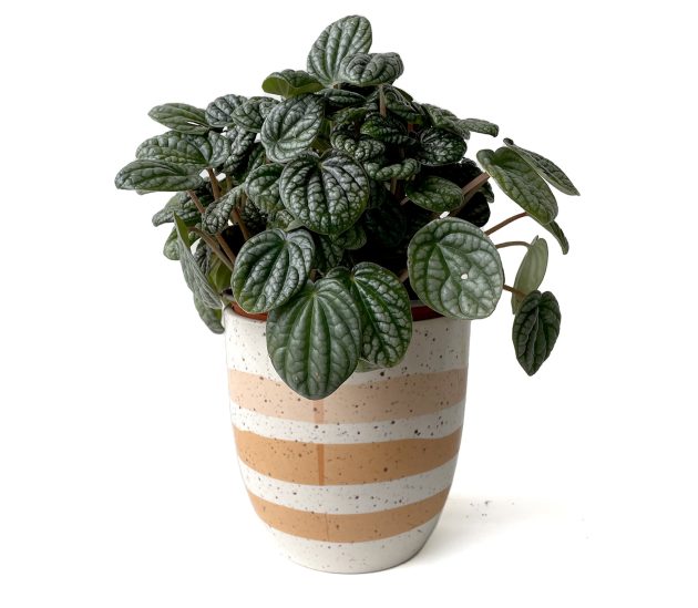 Pepperomia in coloured pot