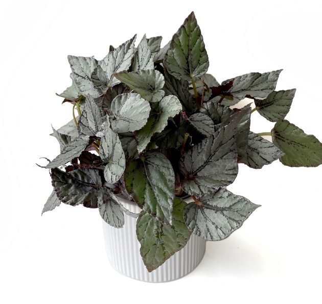 indoor plant and white planter gift